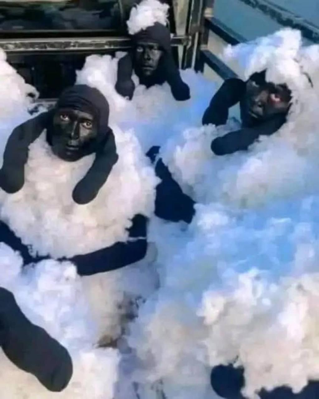 Insolite /Algérie : Trois individus arrêtés en tentant de rejoindre l’Espagne déguisés en moutons .