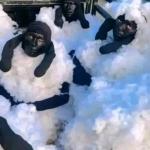 Insolite /Algérie : Trois individus arrêtés en tentant de rejoindre l’Espagne déguisés en moutons .